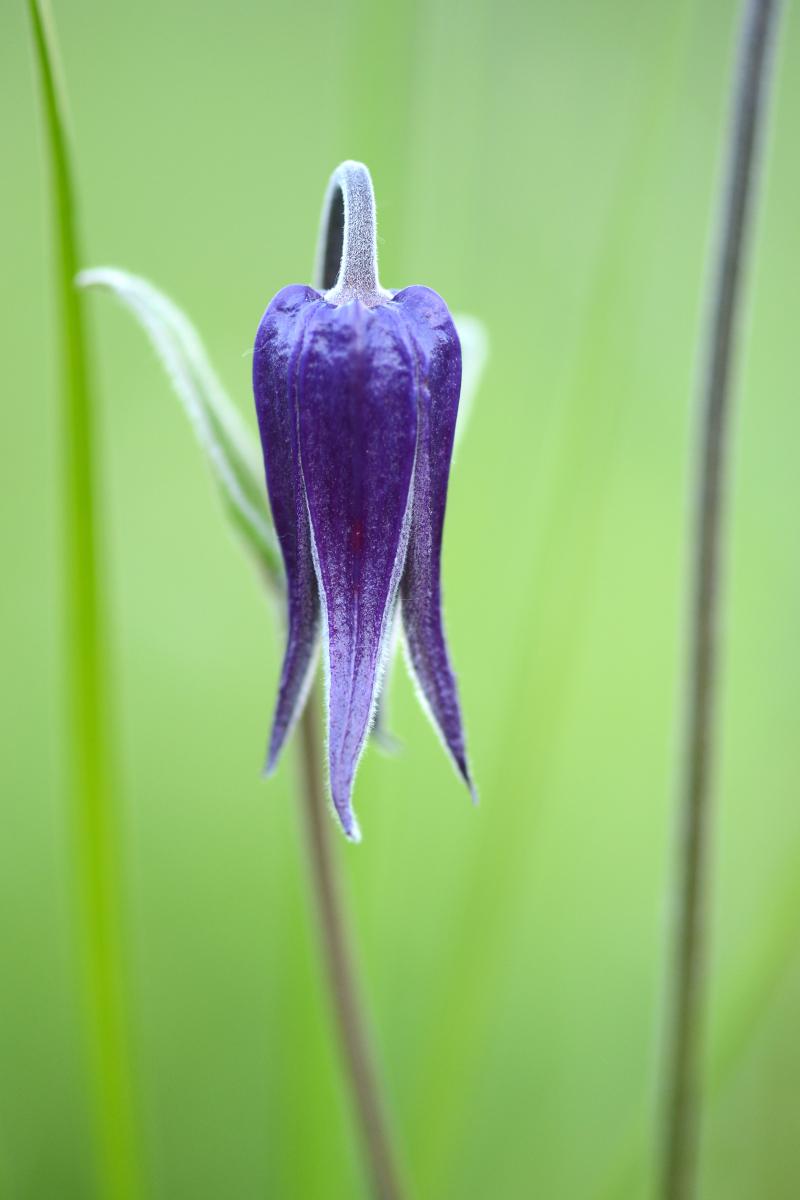 Násfayné Kőházi Mária