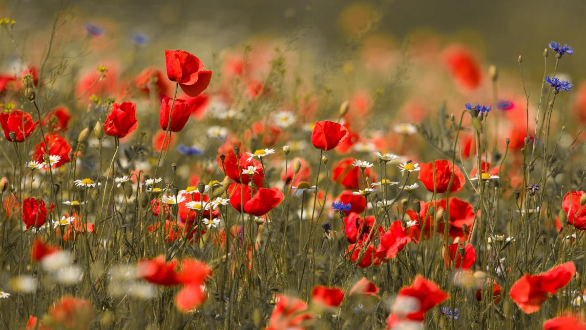 Koncz-Bisztricz Tamás