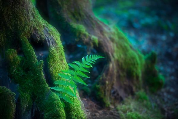 Erdei manók földjén