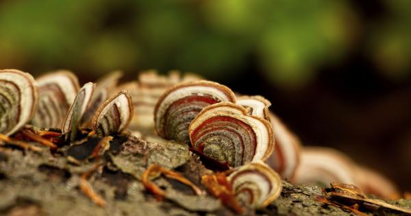 Fatörzsön megtapadva