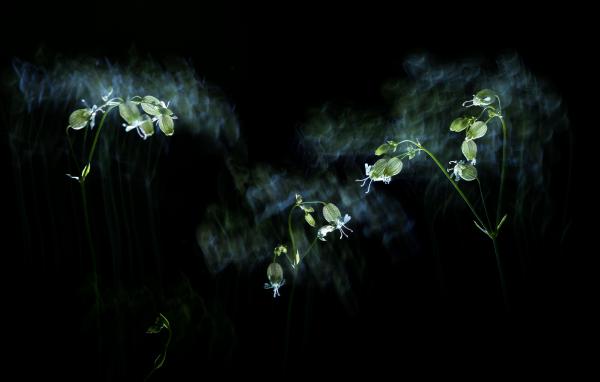 Széljárta éjszaka