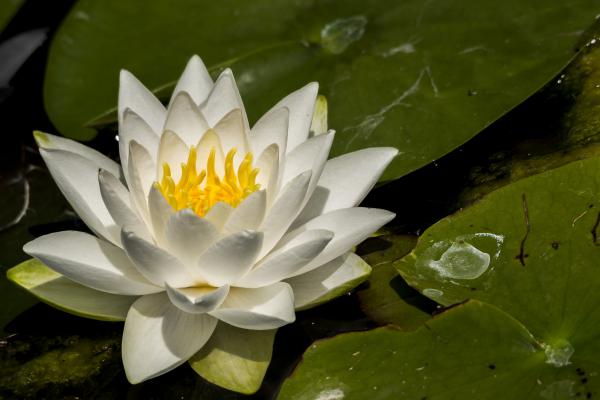 Fehér tündérrózsa