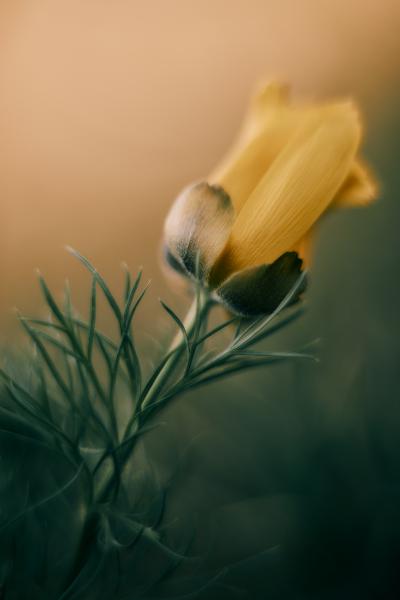 Hérics &quot;portré&quot;