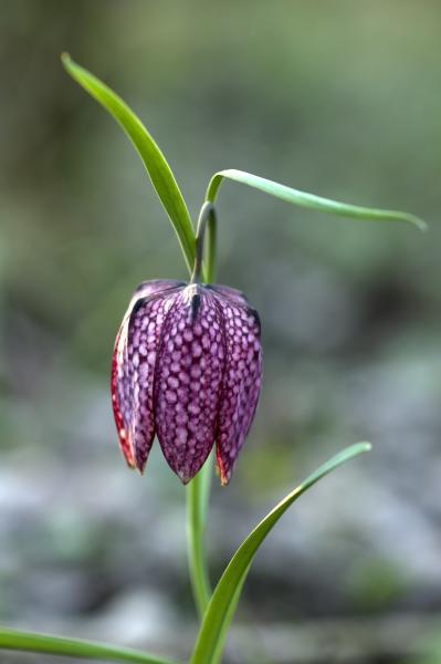 Kockás liliom