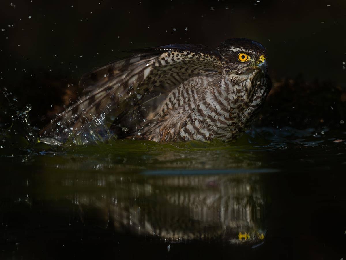 Gaál Zoltán Péter