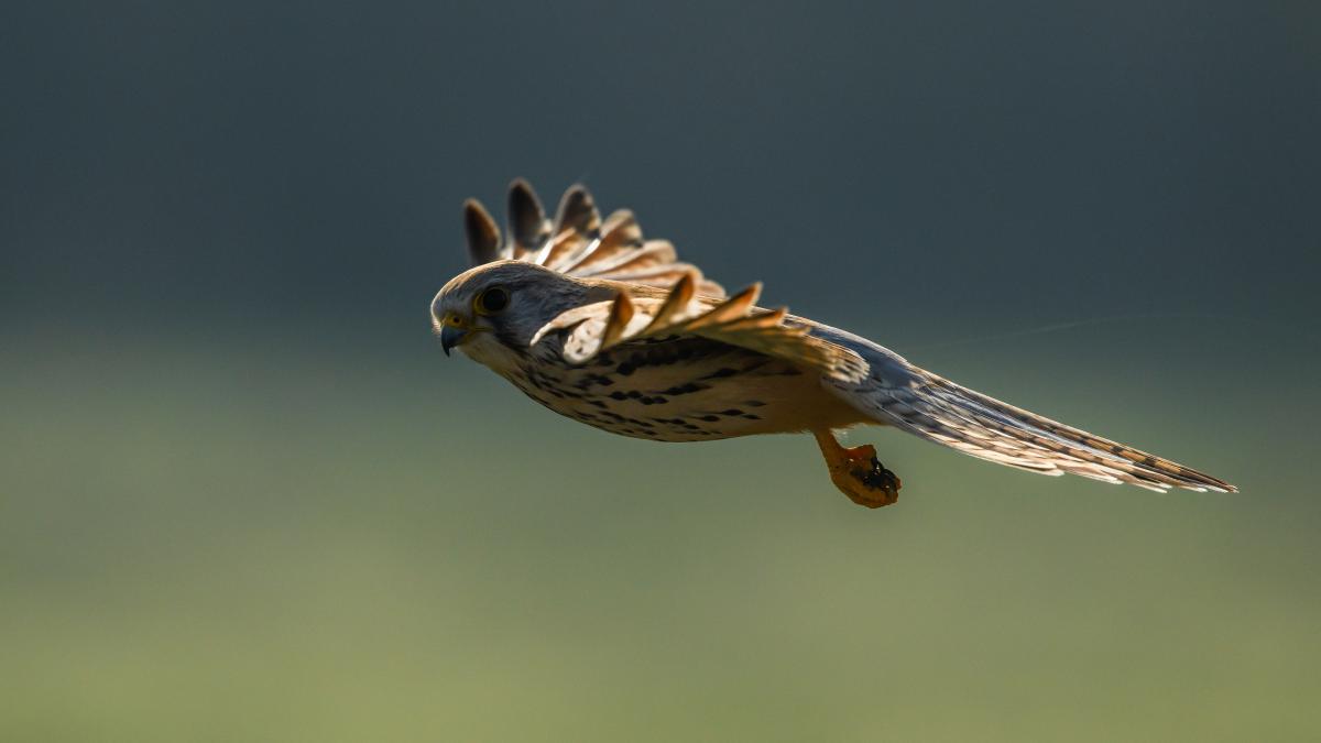 Szakolczai Krisztina