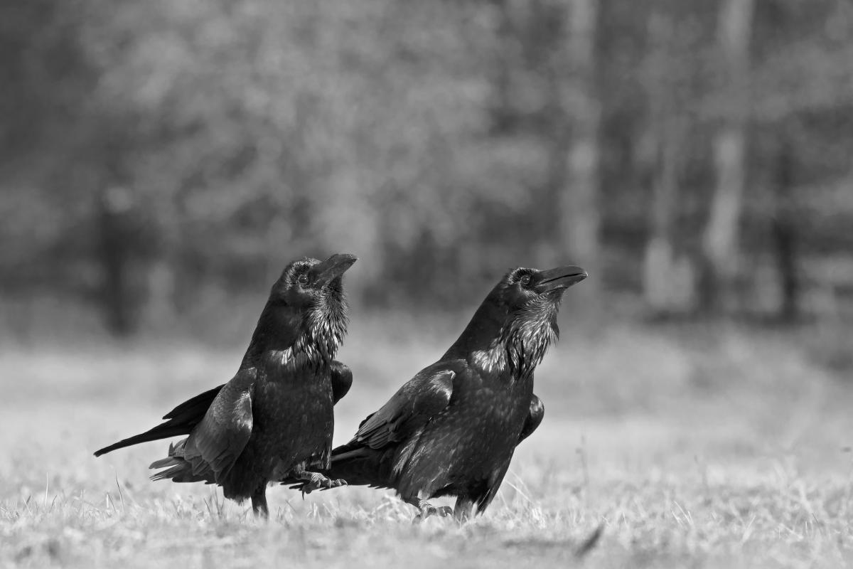 Gaál Zoltán Péter