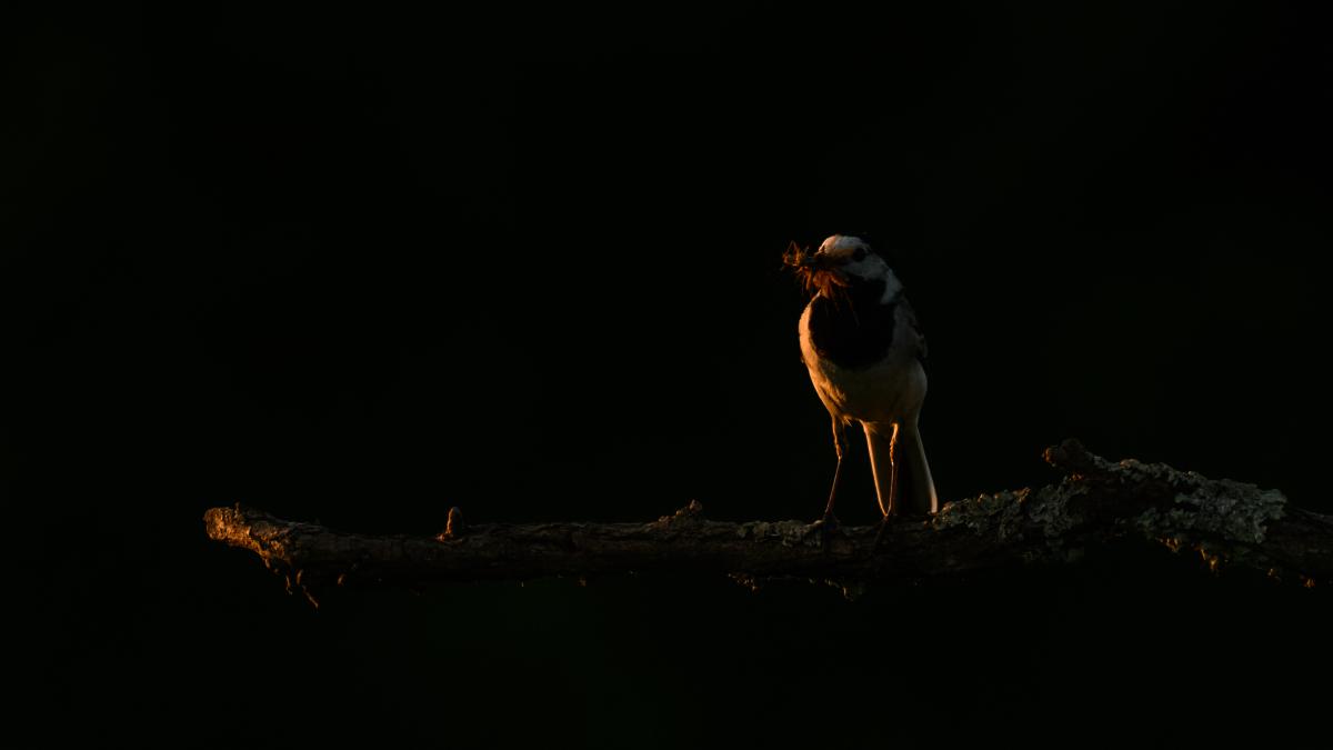 Szakolczai Krisztina