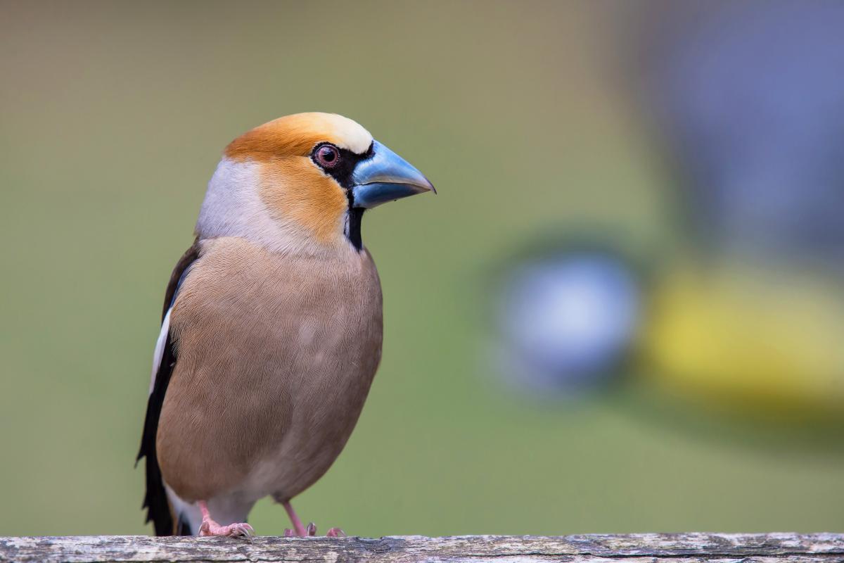 Gaál Zoltán Péter