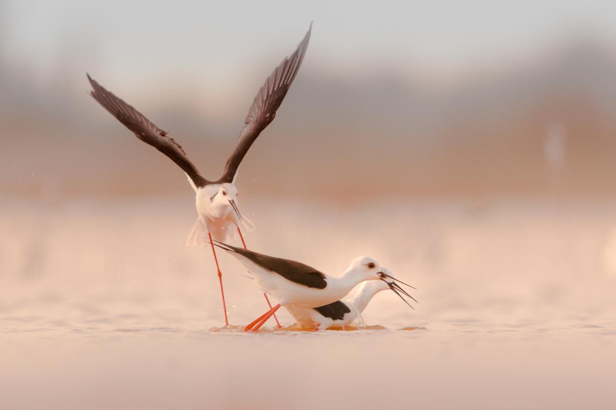 Koncz-Bisztricz Tamás