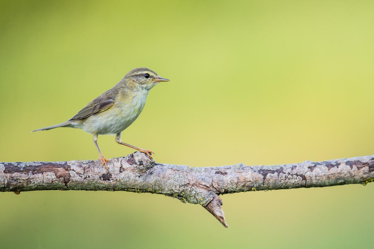 Gaál Zoltán Péter