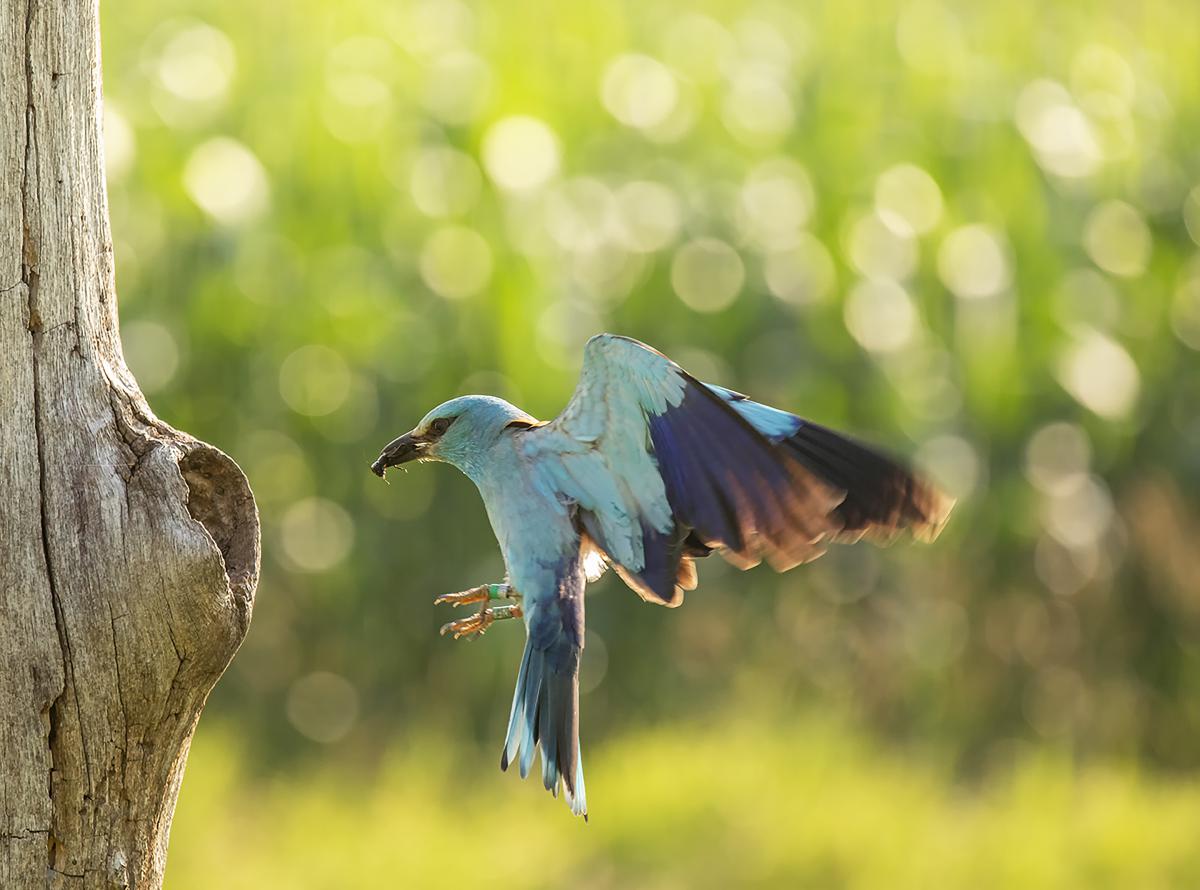 dr. Horváth Erzsébet