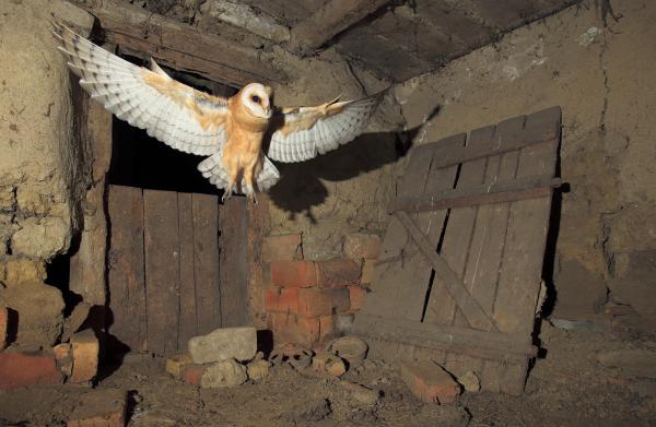 A gyöngybagoly érkezése