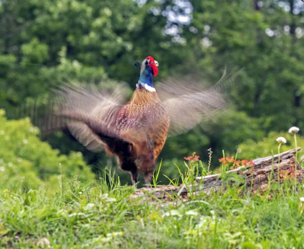 Dürgő fácánkakas