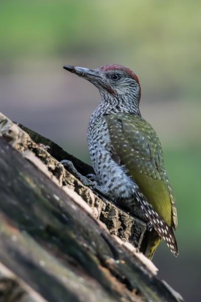 Zöld küllő herceg