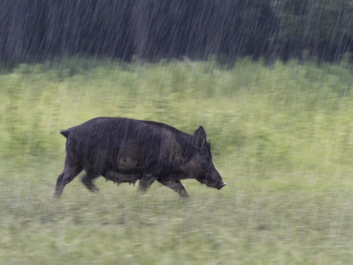 dr. Horváth Erzsébet