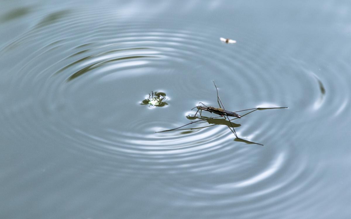 Koncz-Bisztricz Tamás