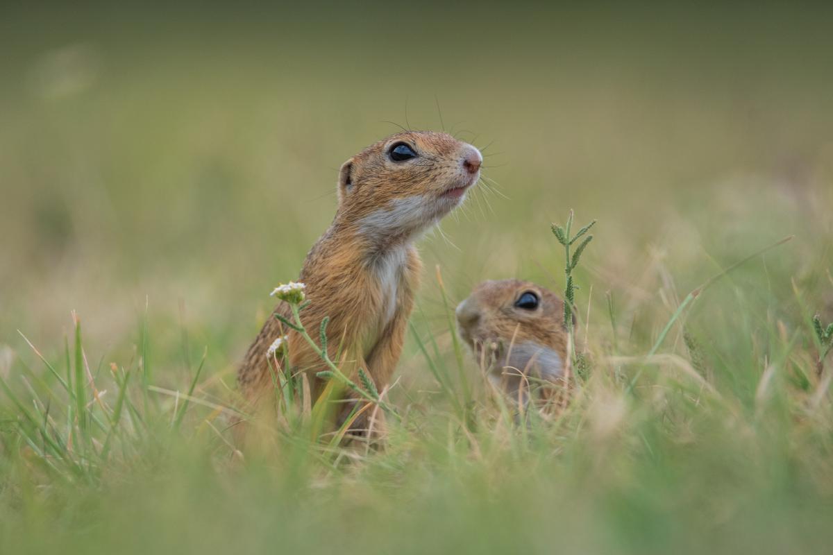 Gémné Kovács Anita