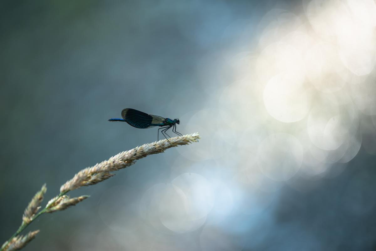 Darányiné Bakos Éva