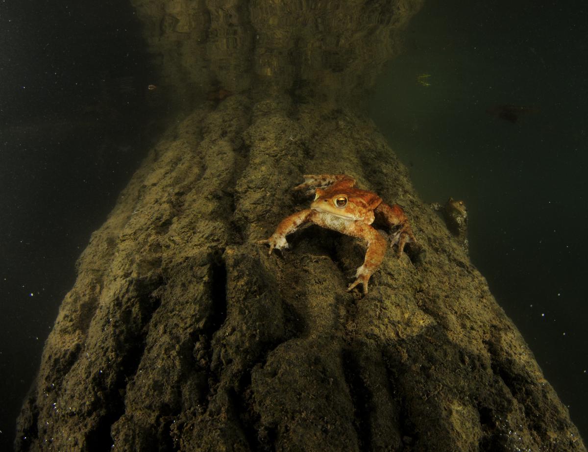 Násfayné Kőházi Mária