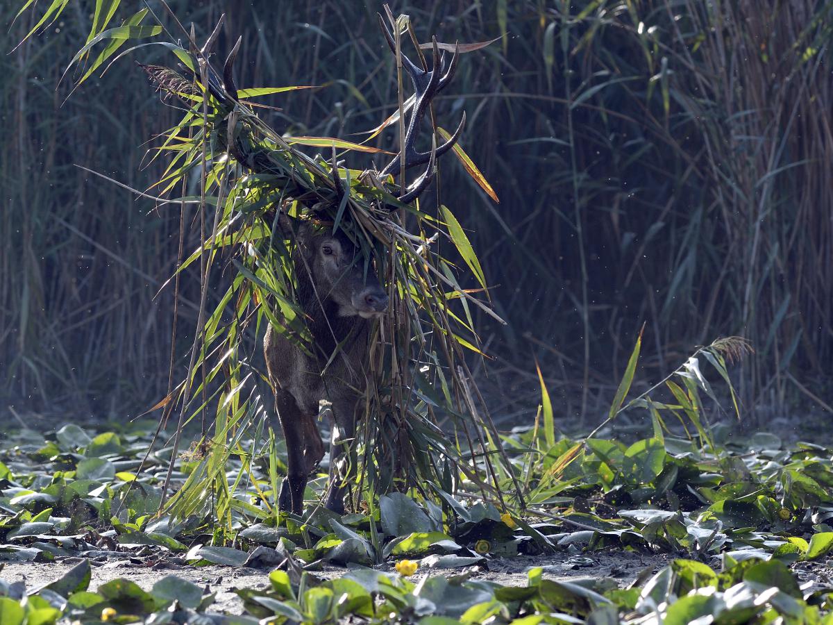 Násfayné Kőházi Mária