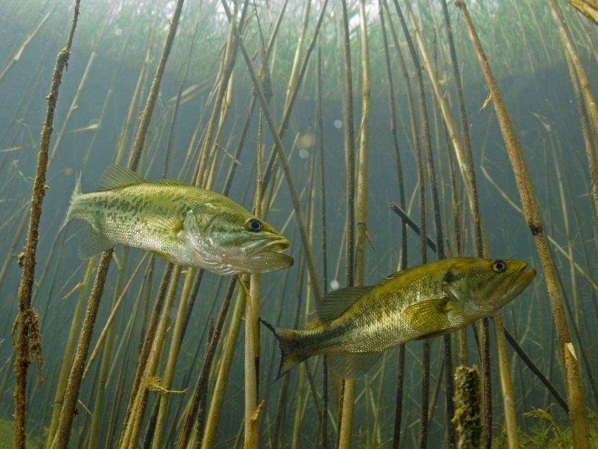 Násfayné Kőházi Mária