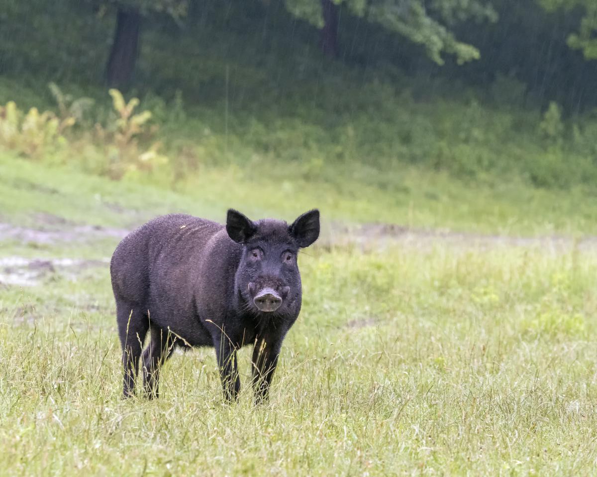 dr. Horváth Erzsébet