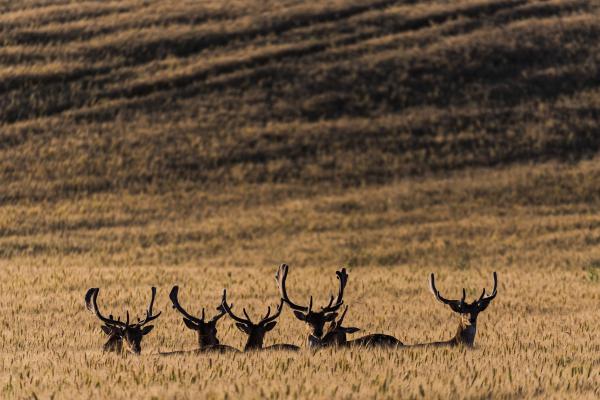 Művészi környezetben