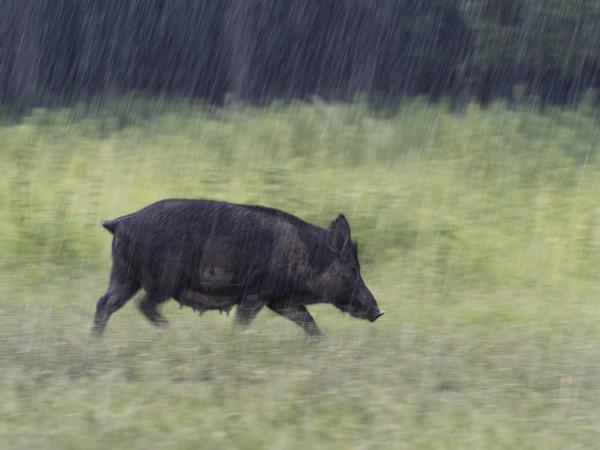 Koca szakadó esőben