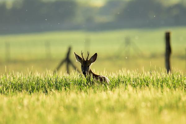 Bakfi...Aranyba öltözött természet 