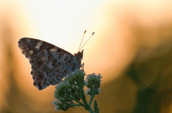 Pillangó naplementében
