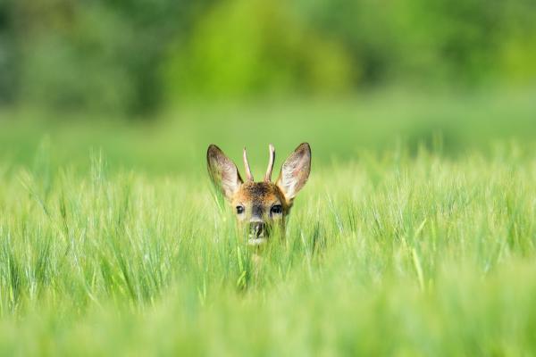 jaj de magas ez a gabona...