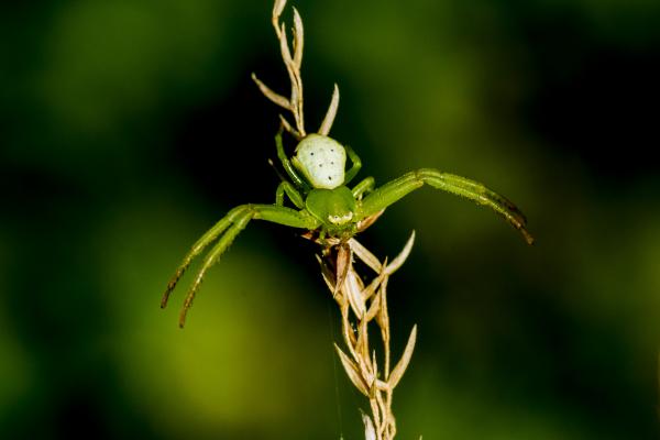 Alakoskodó karolópók