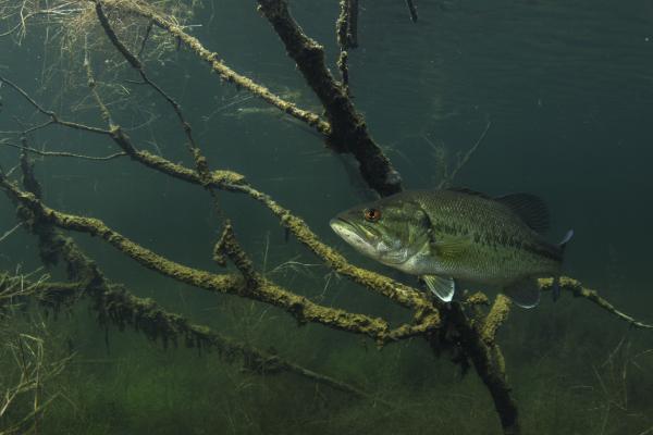 Pisztrángsügér őrjáraton