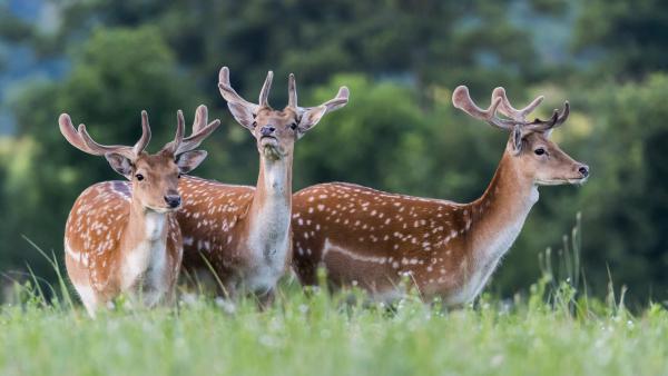 Van valami a levegőben
