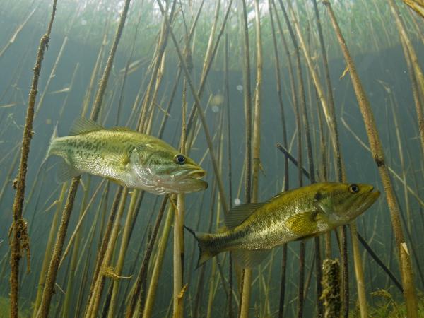 Pisztrángsügér pár