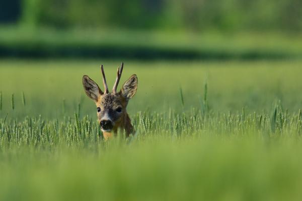 A figyelem középpontjában
