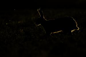 Arany nyúl Arany nyúl