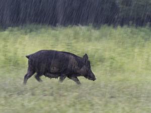 Koca szakadó esőben
