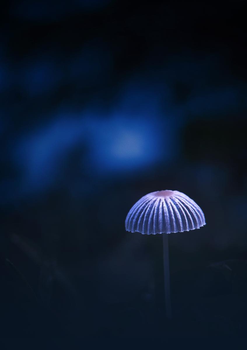 Ferkó László Szilveszter 