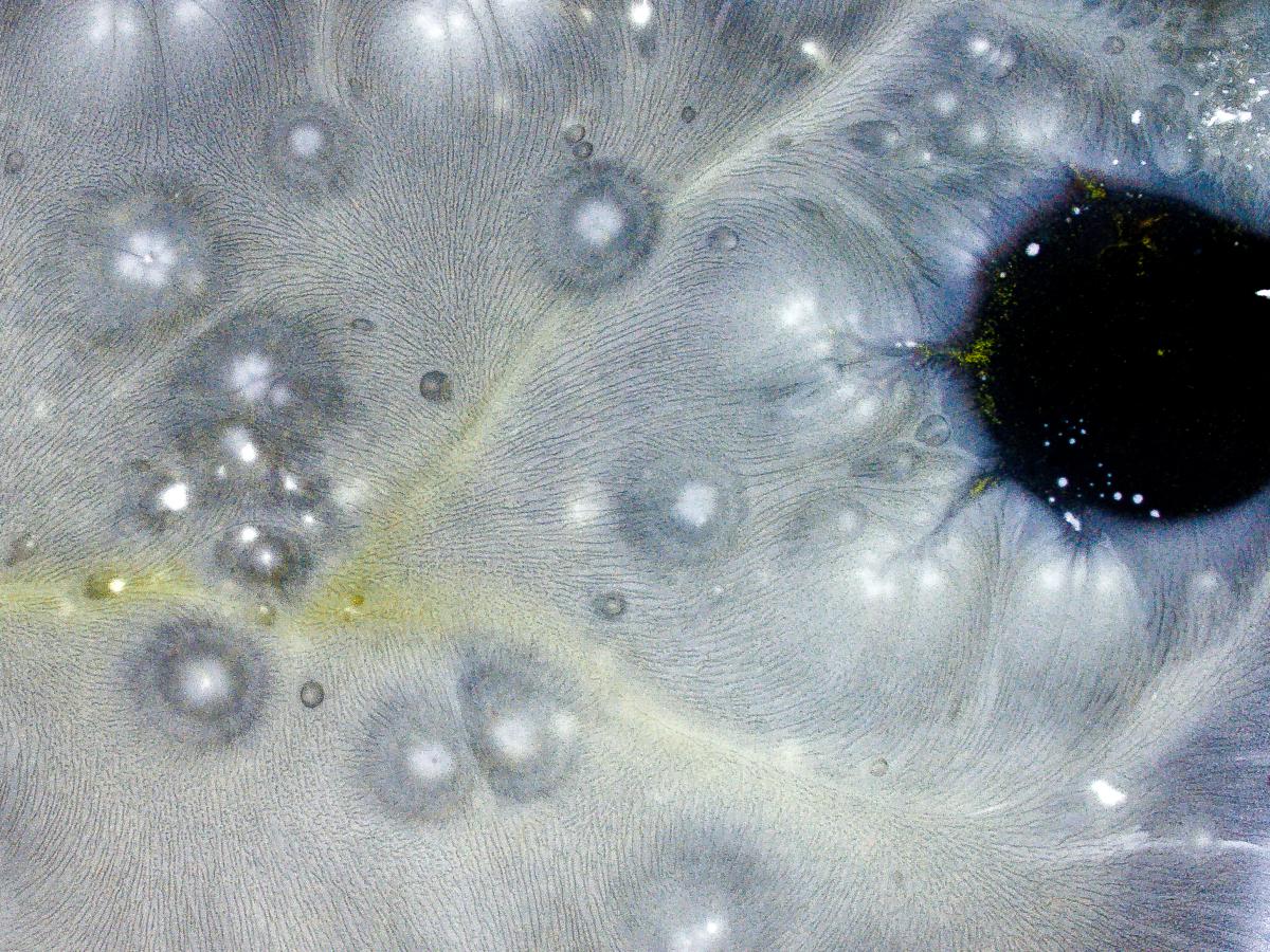 Koncz-Bisztricz Tamás