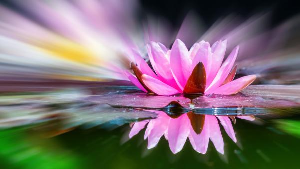 Rózsaszín tündér