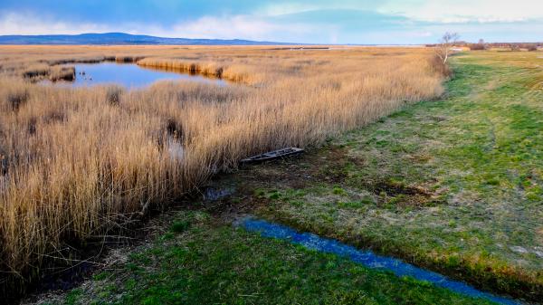 Csónak a nádas szélén