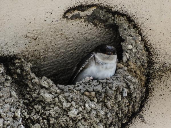 Kölcsönös érdeklődés