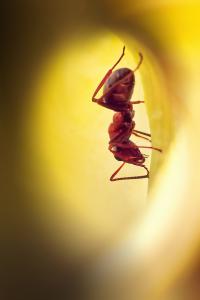 Felfedező Felfedező