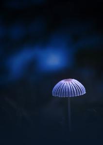 Különös egyed Különös egyed