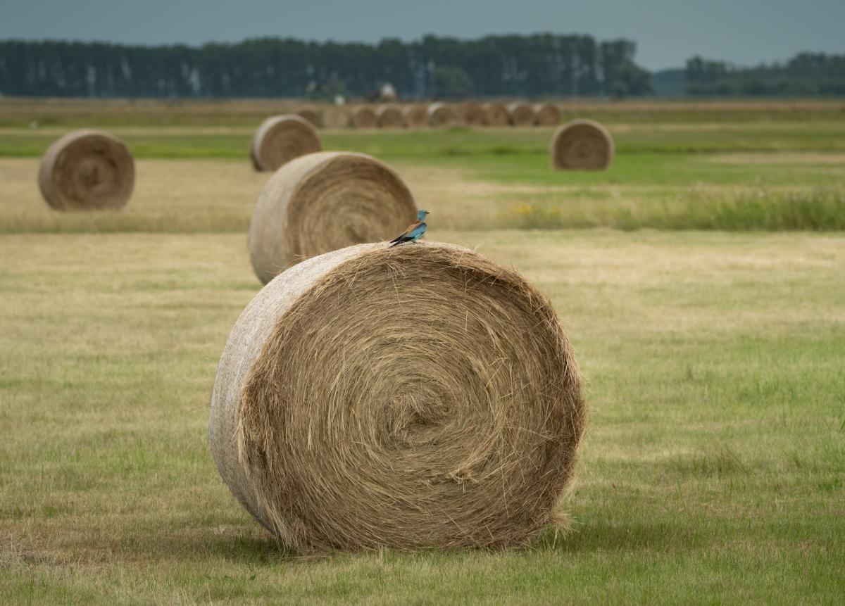 Gémné Kovács Anita