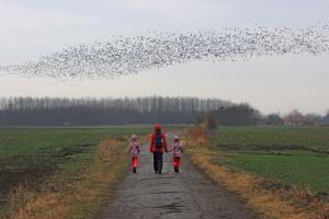 Madarak jönnek, madarak jönnek