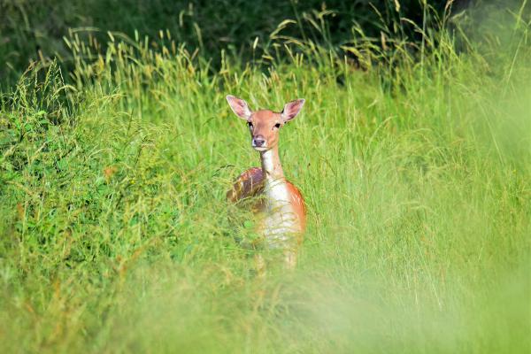 Dámszarvas tehén vacsora közben