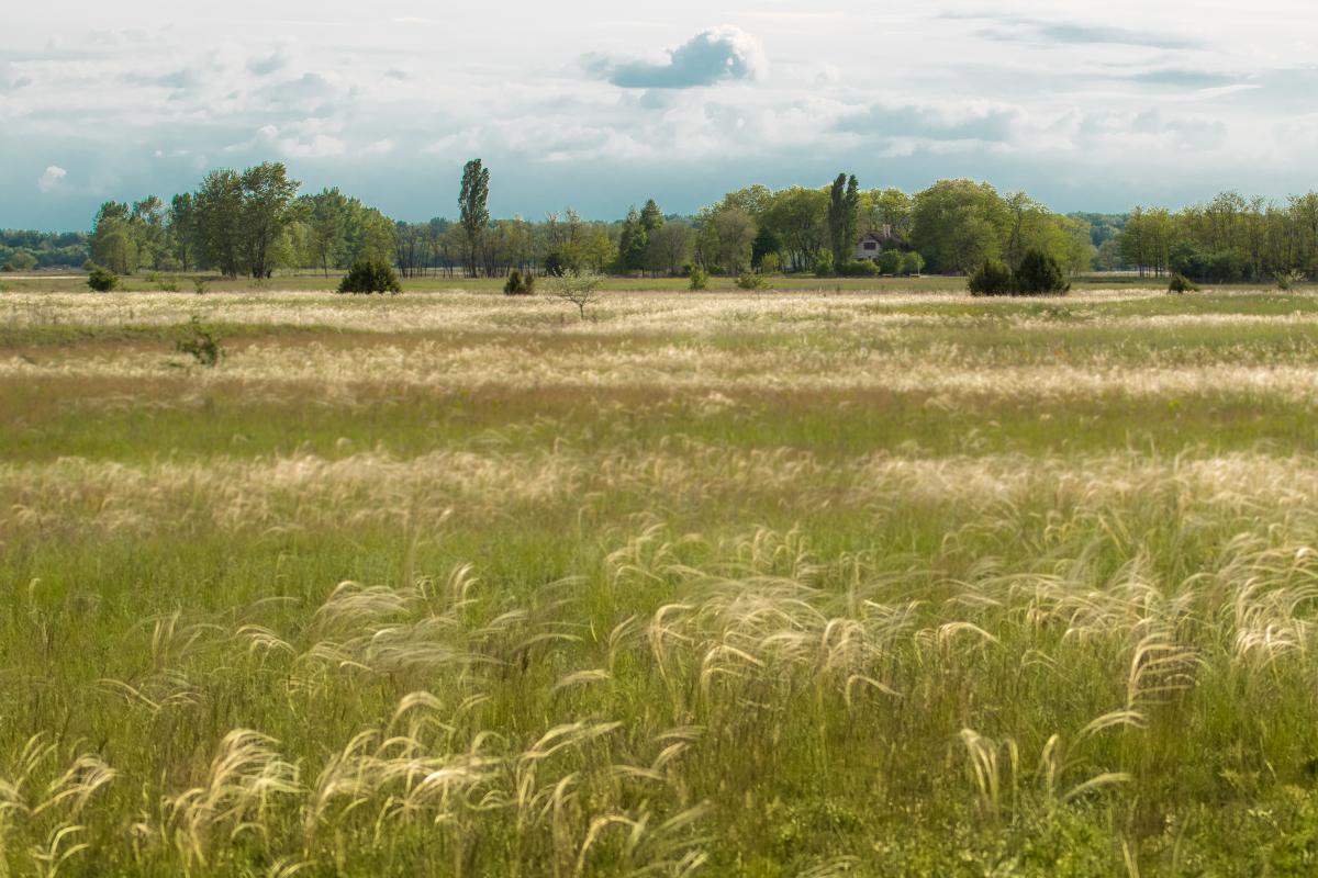 Koncz-Bisztricz Tamás